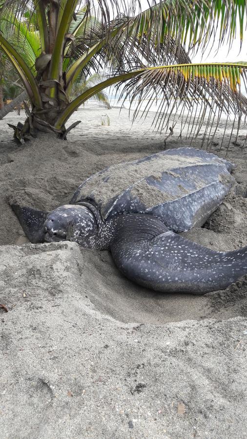 Playa Pikua Ecolodge Guachaca Екстер'єр фото